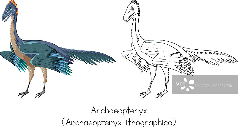 始祖鸟恐龙素描图片素材