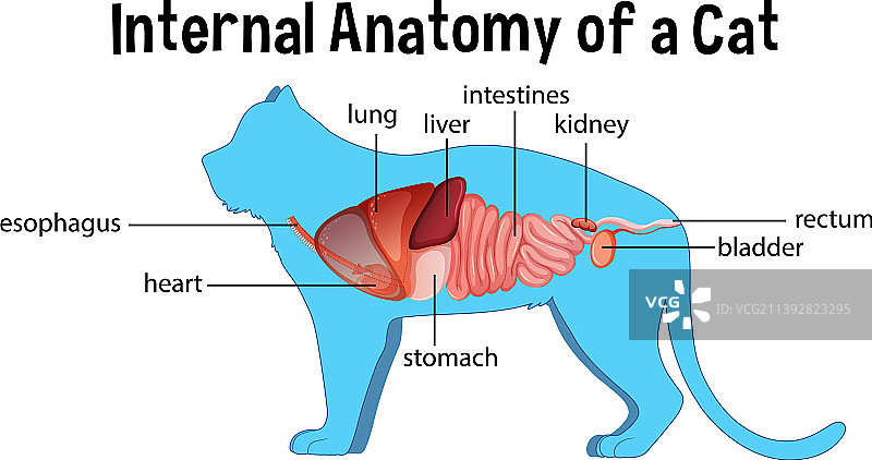 家猫解剖结构图片素材