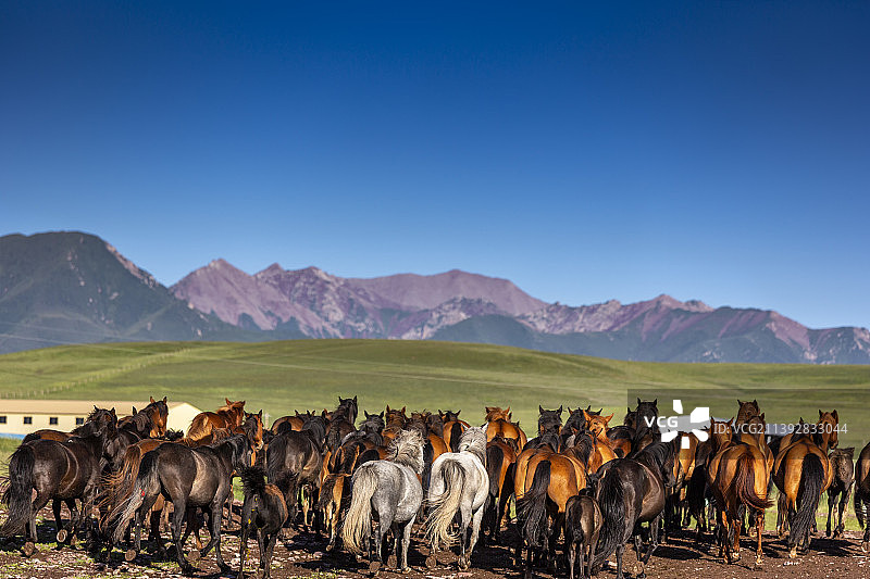 张掖山丹军马场日出图片素材