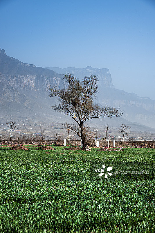 好大一棵树图片素材