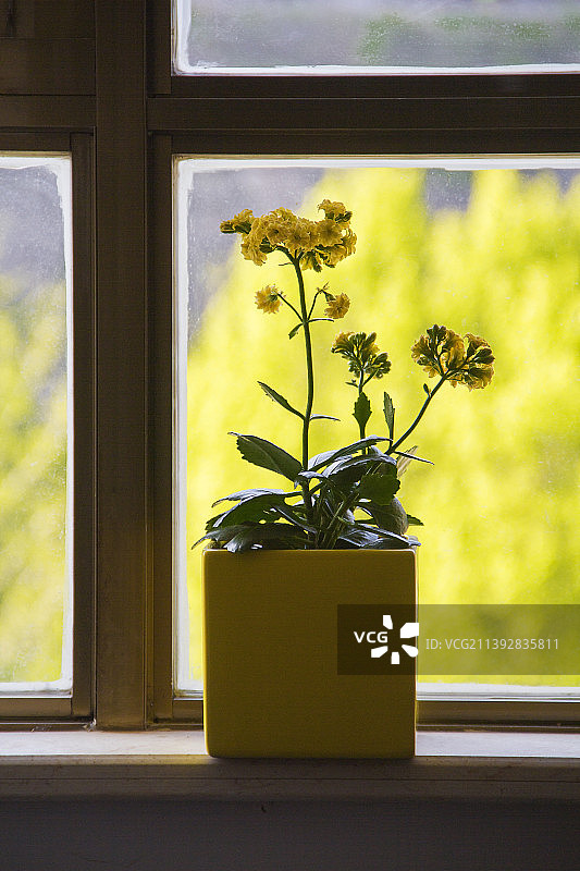 窗台的花图片素材