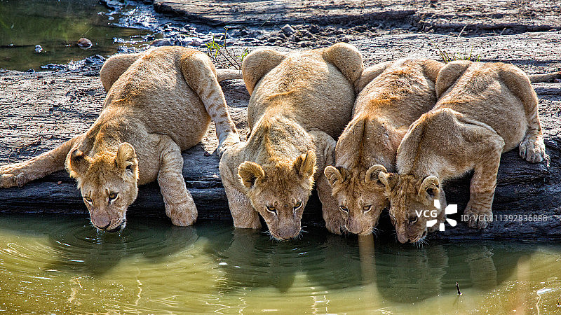 非洲狮群喝水图片素材