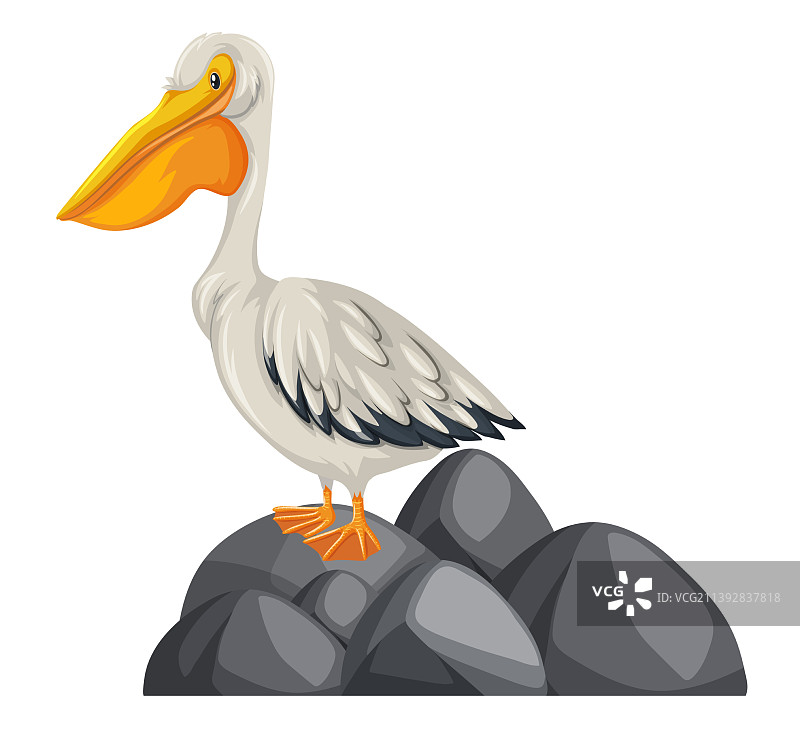 白色背景下的自然元素鹈鹕图片素材