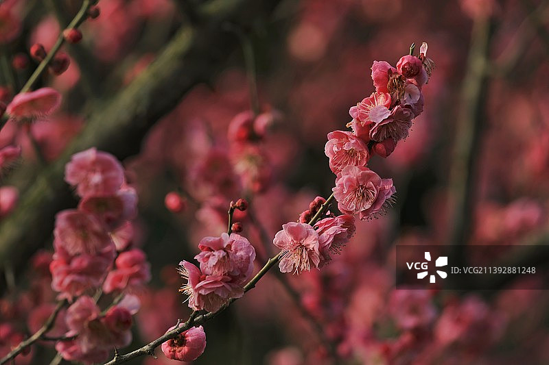 一支梅花图片素材