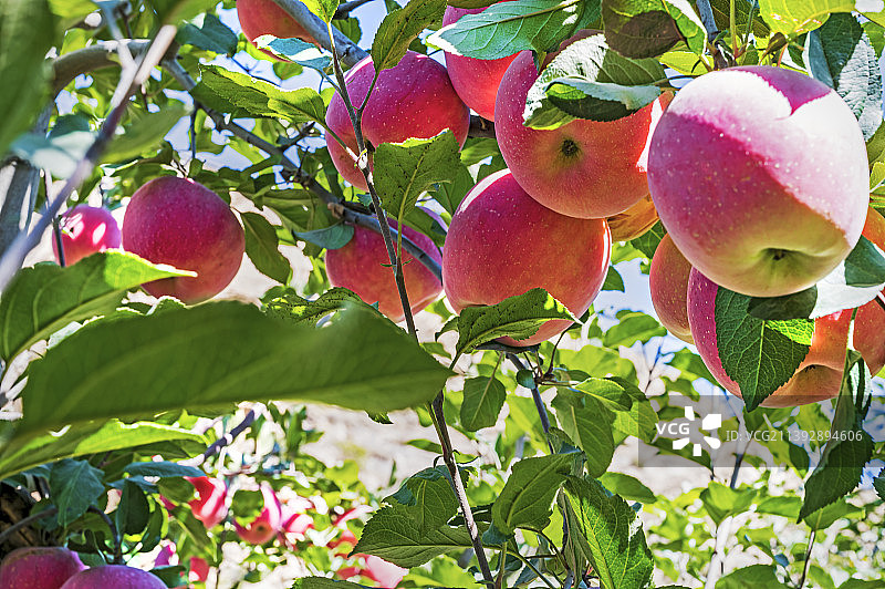 果满枝头图片素材