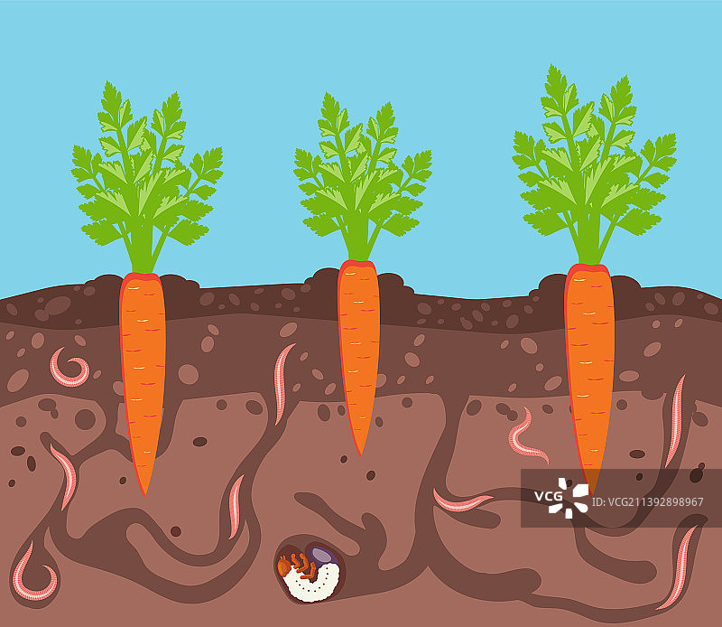 地里生长的蔬菜，菜畦里的胡萝卜图片素材
