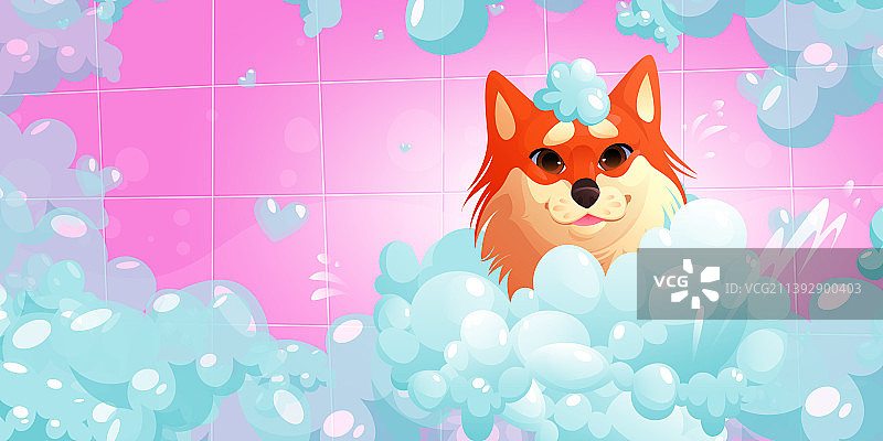 宠物店狗狗洗浴图片素材