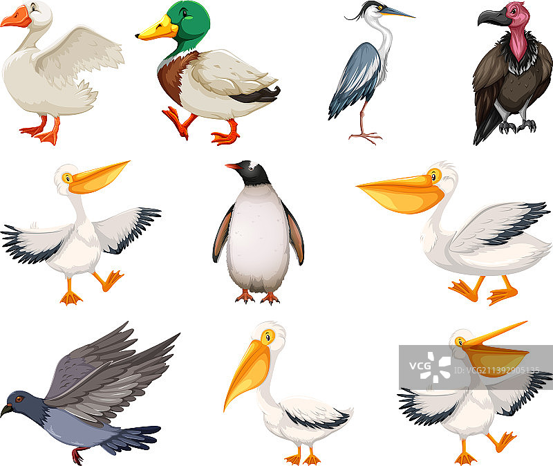 鸟类合集图片素材