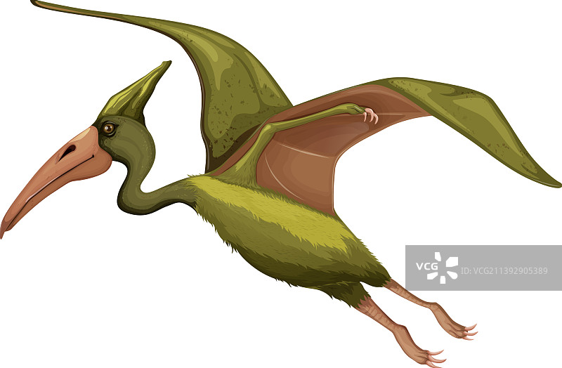 白色背景上的无齿翼龙图片素材