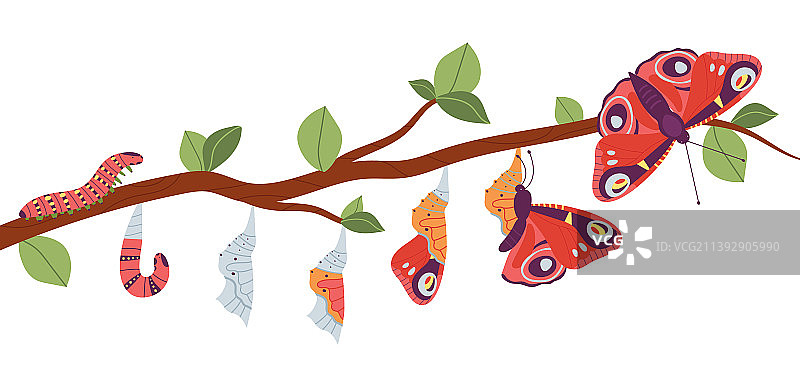 蝴蝶从幼虫到蛹的生长过程图片素材