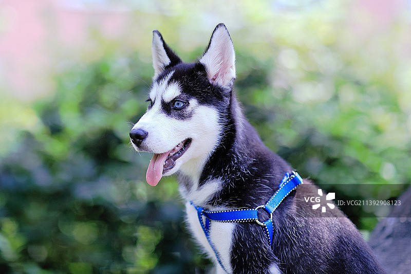 小哈士奇图片素材