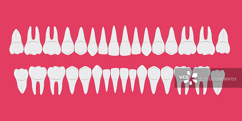 排列整齐的健康洁白牙齿图片素材