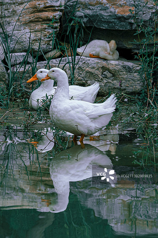 北京市东城区龙田公园荷花池里的北京鸭白色鸭子图片素材