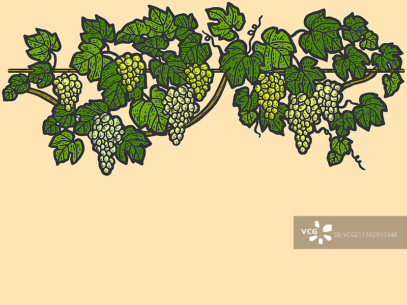 手绘葡萄雕刻图片素材