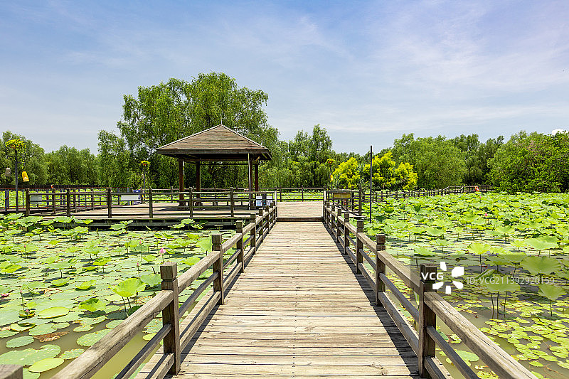夏天公园荷塘上的木质栈道与凉亭图片素材