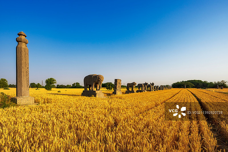 全国重点文物保护单位河南郑州巩义宋陵永泰陵（北宋第七位皇帝哲宗赵煦陵墓）石像生与成熟的麦田夏季风光图片素材
