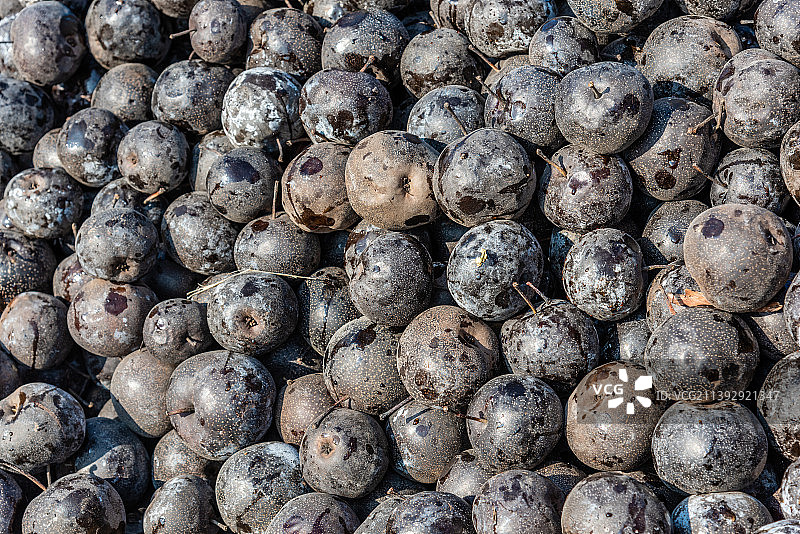 中国农村大集市场上的一大堆冻秋梨图片素材