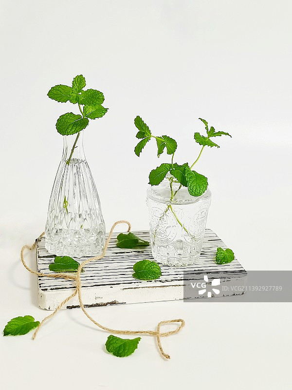 水培薄荷图片素材