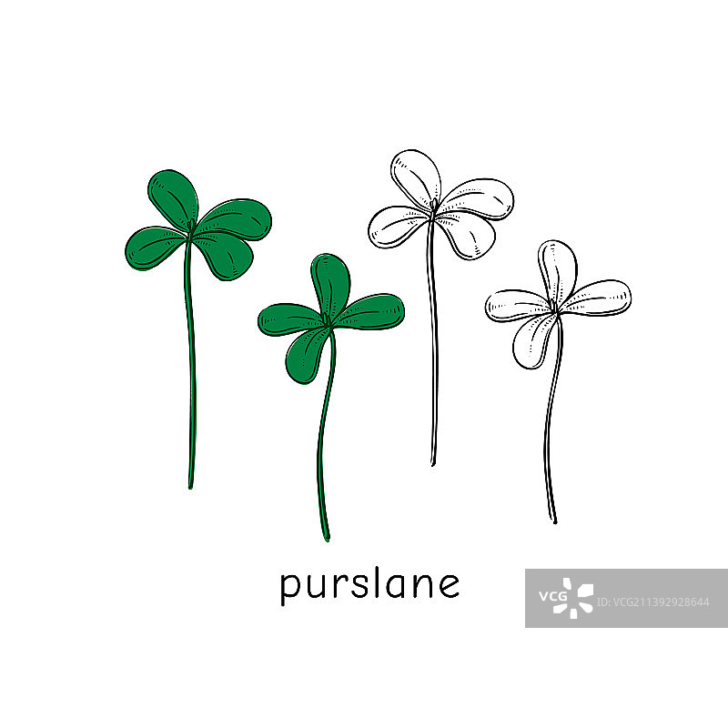 手绘马齿苋图片素材