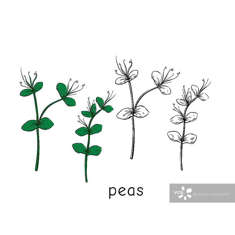 手绘豌豆苗图片素材