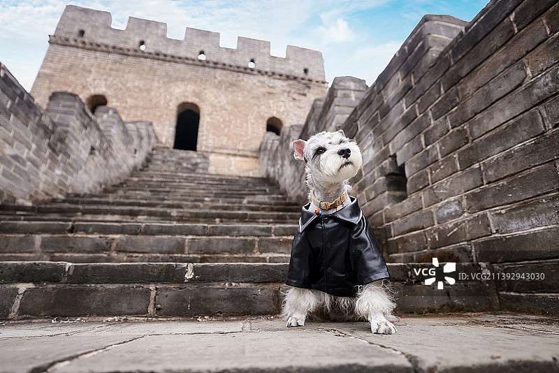 长城上的雪纳瑞犬图片素材