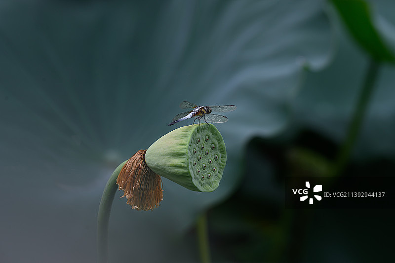 蜻蜓纳凉图片素材