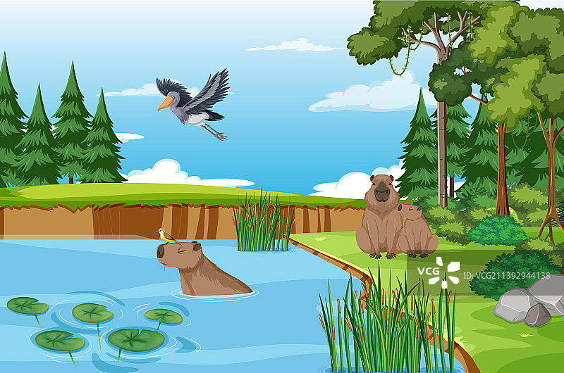 生活在自然池塘中的水豚图片素材