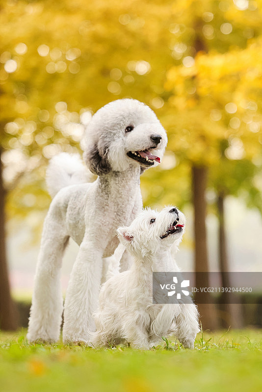 秋景中的巨型贵宾犬和西高地白梗图片素材