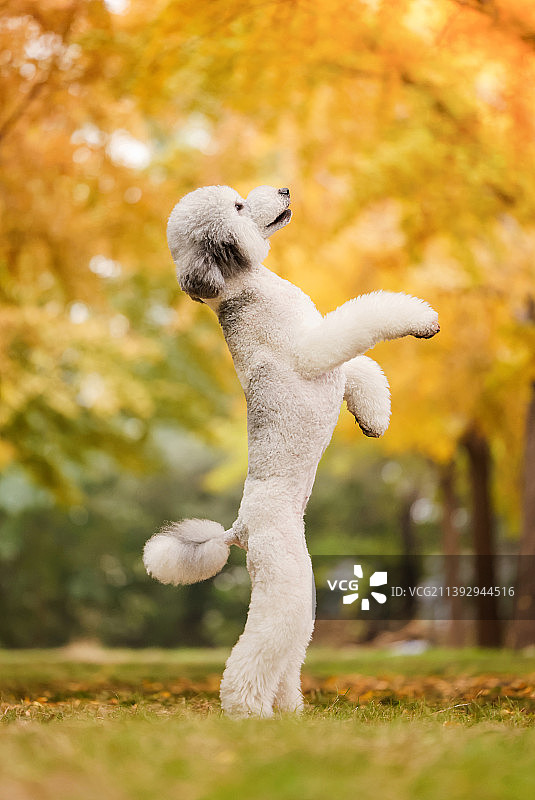 秋景中的巨型贵宾犬图片素材