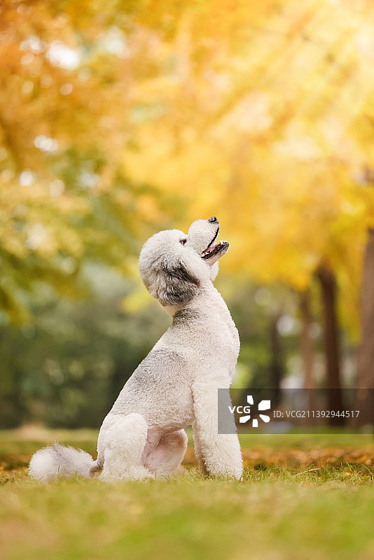 秋景中的巨型贵宾犬图片素材