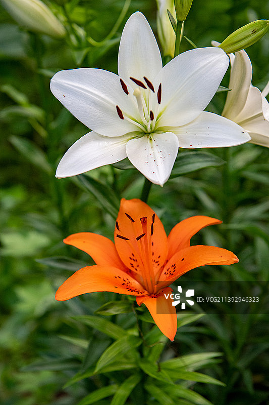 百合花（橙与白）图片素材