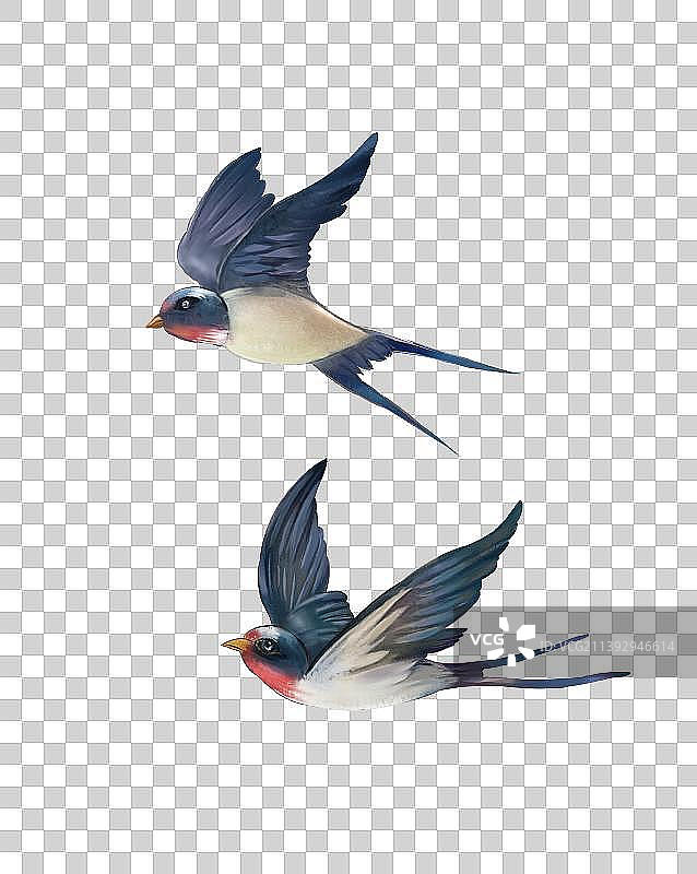 免扣燕子素材图片素材