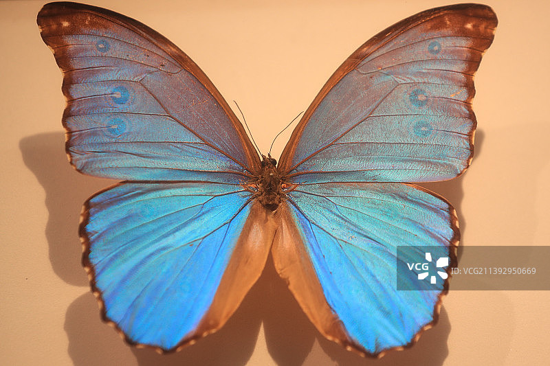 欢乐女神蝶图片素材