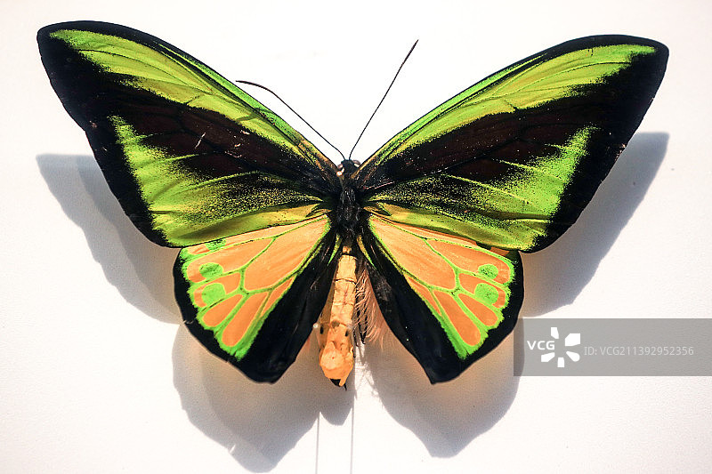 歌利亚鸟翼凤蝶图片素材
