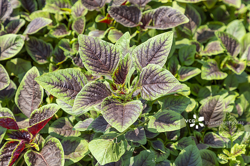 苋菜，苋菜科红叶蔬菜图片素材