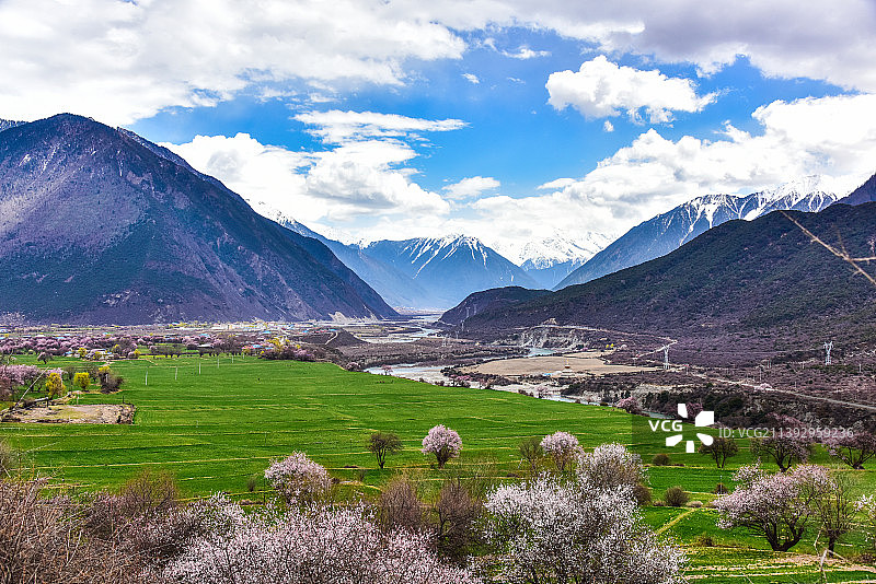 西藏林芝桃花沟风光，雪域盛开的桃花图片素材