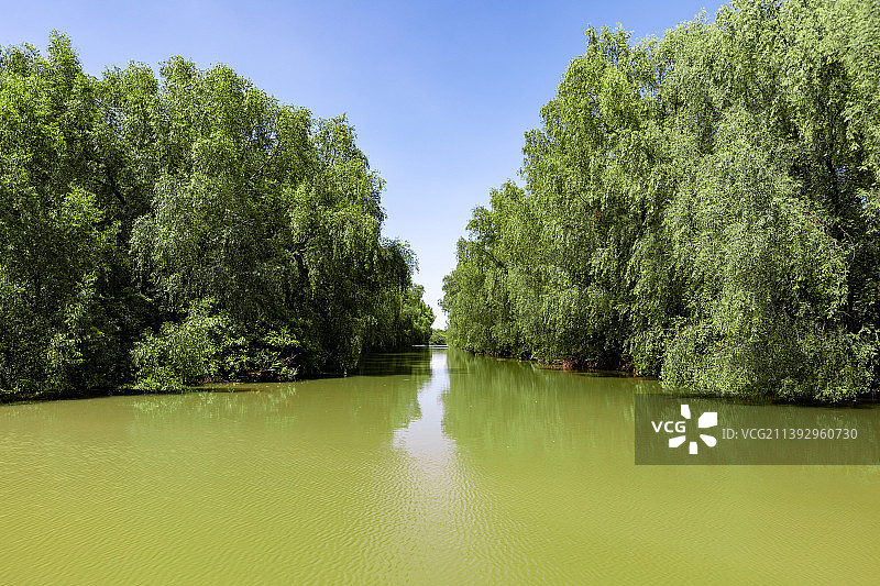 广州南沙湿地公园红树林景观图片素材