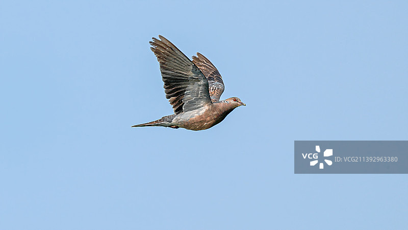 山斑鸠图片素材