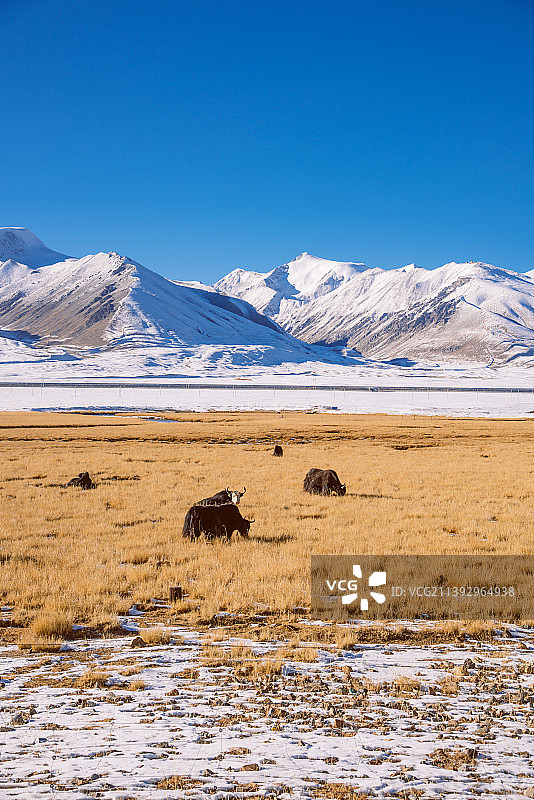 青藏高原上的牦牛群与远方的雪山图片素材