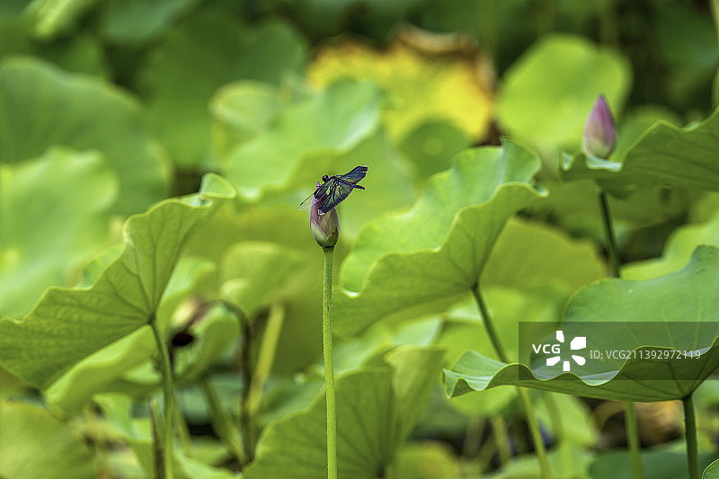 黑丽翅蜻图片素材
