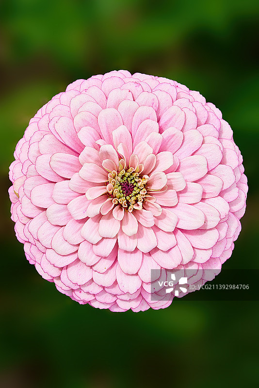 百日菊图片素材