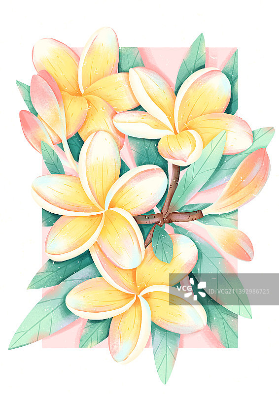 轻质感扁平植物花卉鸡蛋花插画图片素材