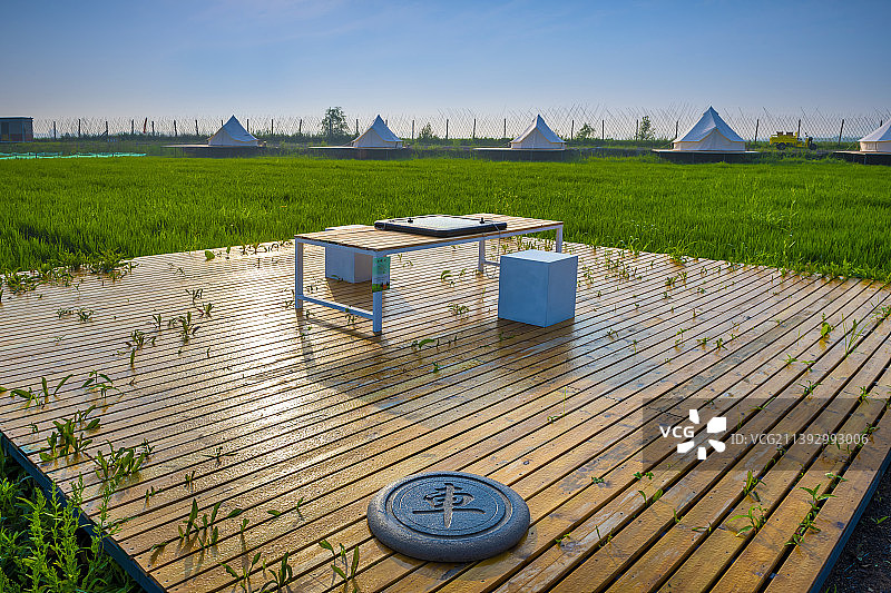 大连瓦房店-苍鹭湾-稻田画图片素材