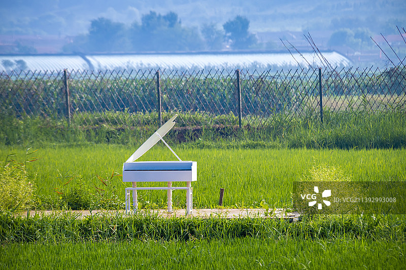 大连瓦房店-苍鹭湾-稻田画图片素材