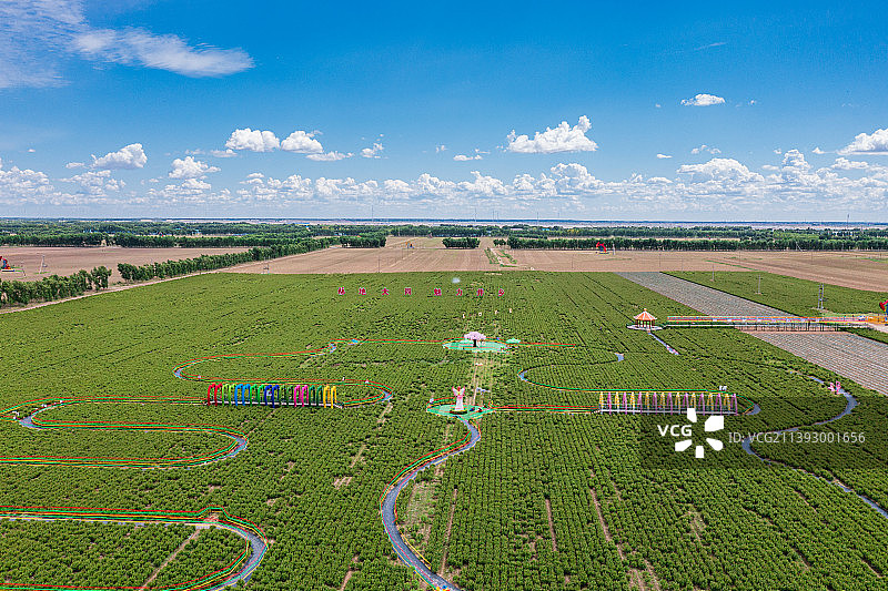 航拍黑龙江省大庆市八井子芍药花园图片素材