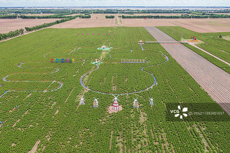 航拍黑龙江省大庆市八井子芍药花园图片素材