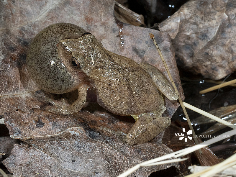 春季鸣蛙图片素材