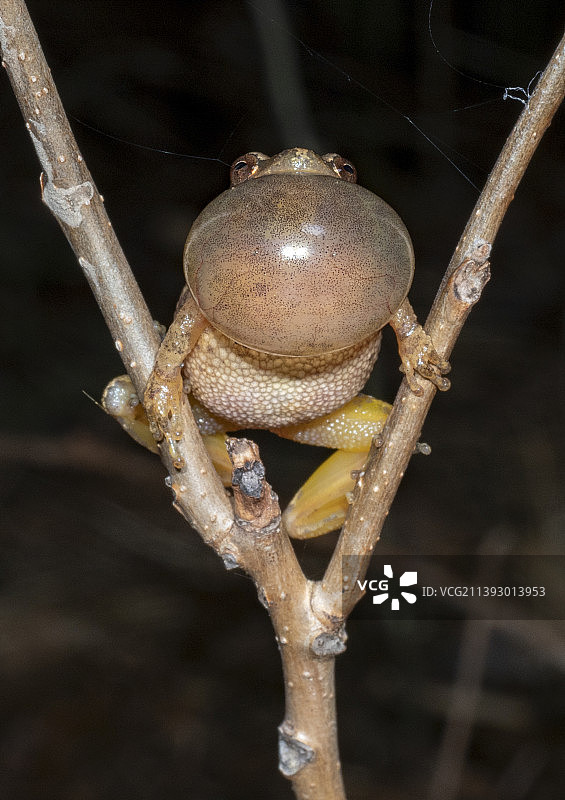 春季鸣蛙图片素材