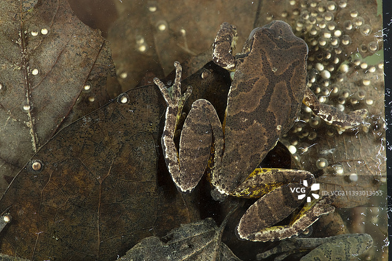 春季鸣蛙图片素材