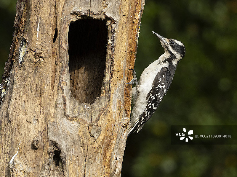 多毛的啄木鸟图片素材